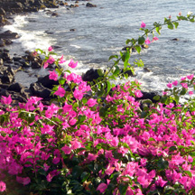 Ocean Flowers